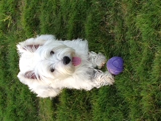 Gus the Westie